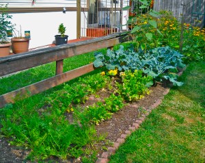 Carrots, Celery, Broccoli, Cucumbers. 