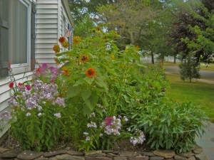 Front yard - my patch
