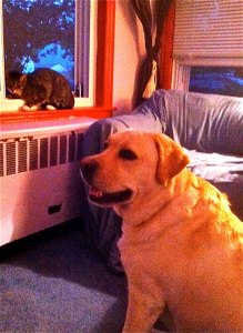 Mookie can't understand while Lyle acts like such a jerk. And yes, I have repainted that radiator cover. 